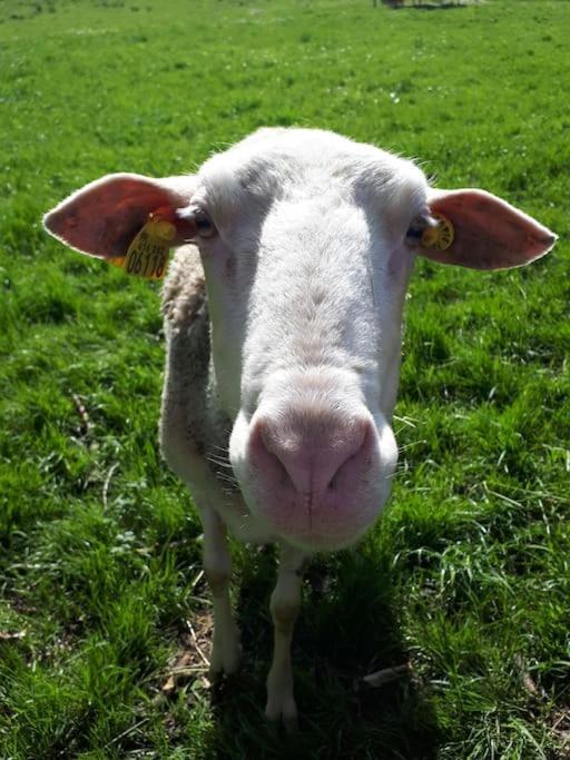 Gite A La Ferme, Avec Animaux, Fromages Et Nature Neuville-les-Decize Екстер'єр фото